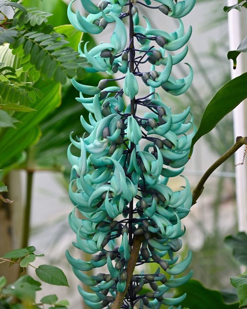 Jade Vine (Strongylodon macrobotrys)