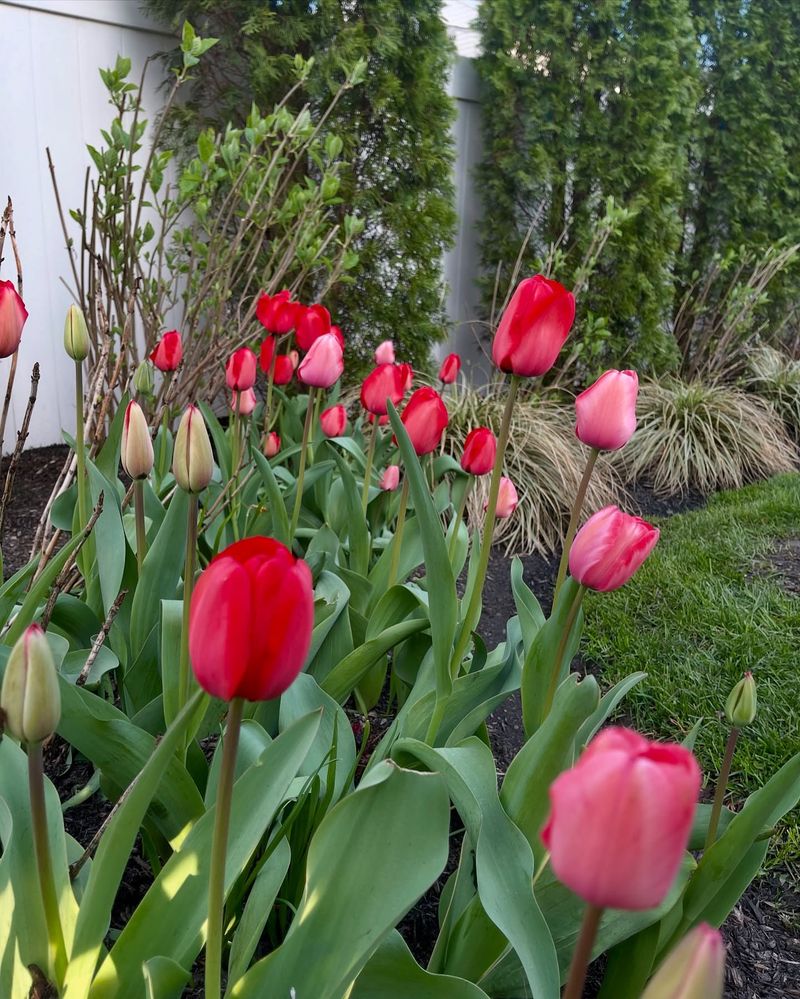 Emerald Green Boxwood with Red Tulips