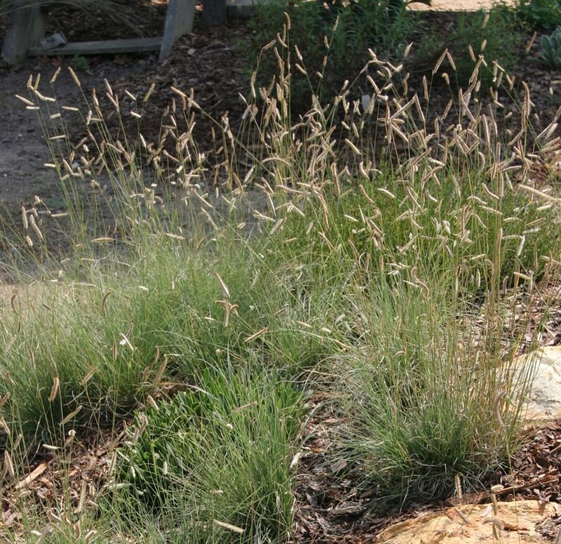 Blue Grama Grass
