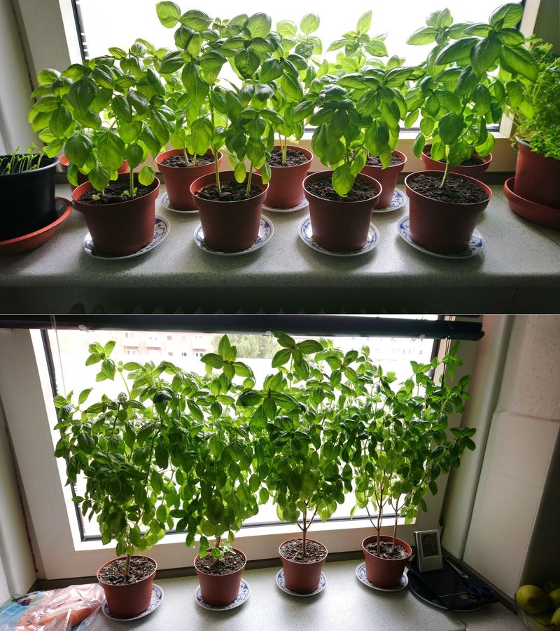 Implement Seasonal Protection