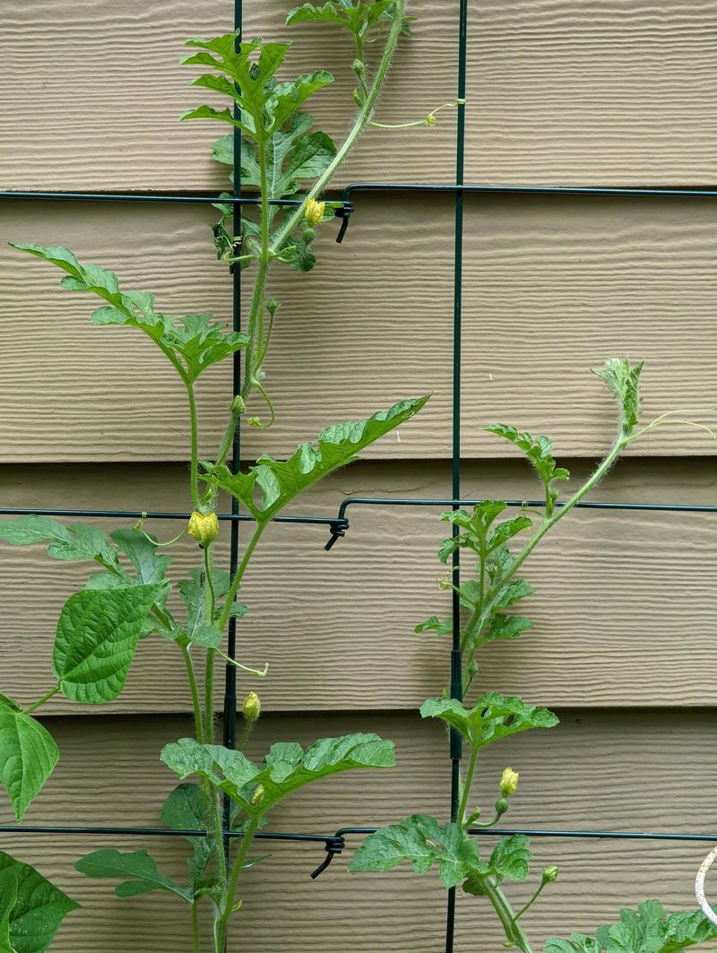 Build a Sturdy Trellis