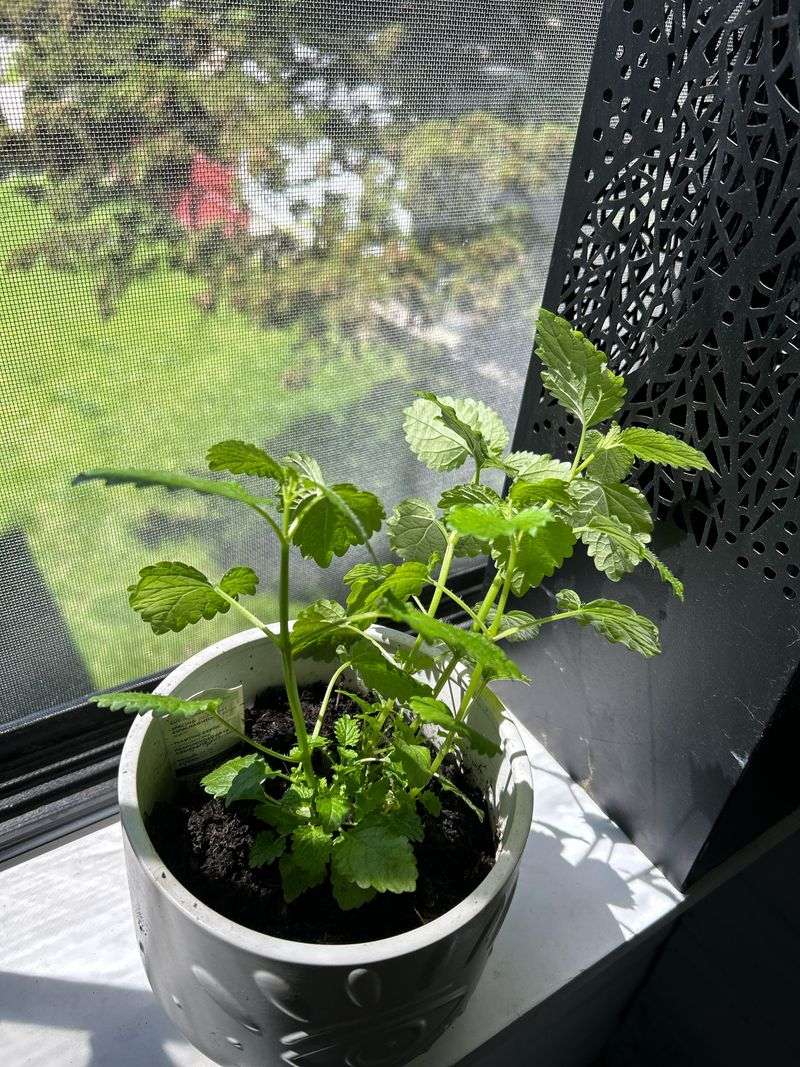 Start Seeds Indoors 6-8 Weeks Before Last Frost