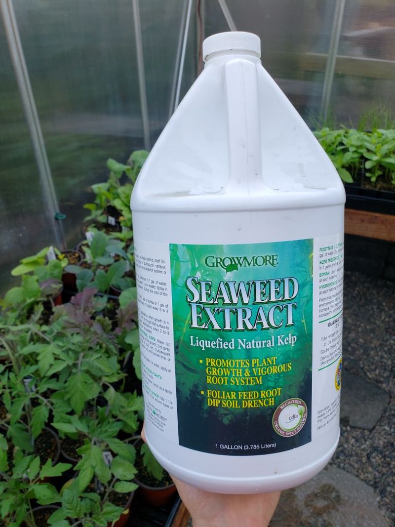 Apply Seaweed Extract Biweekly