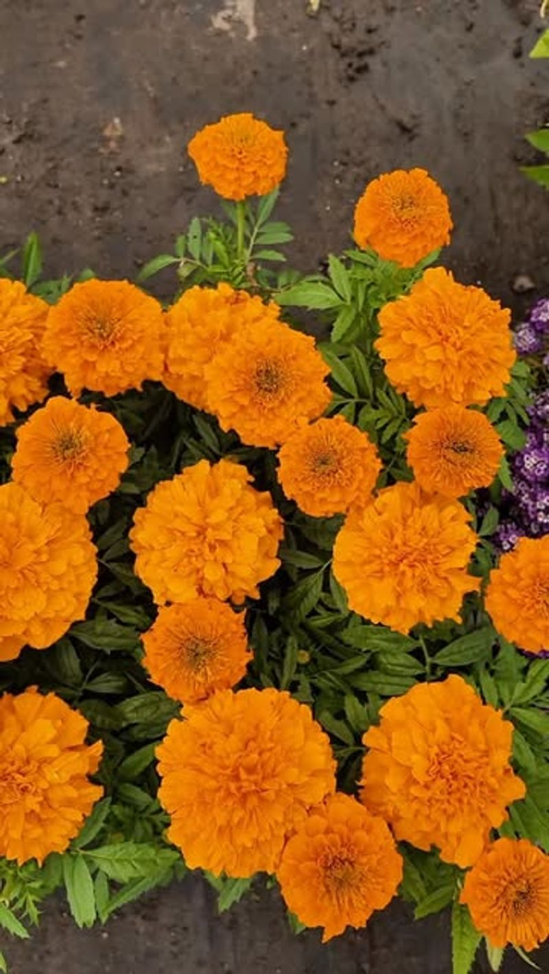 Practice Companion Planting