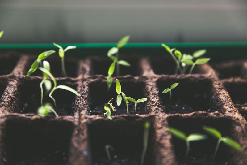 Start Seeds Indoors For A Head Start