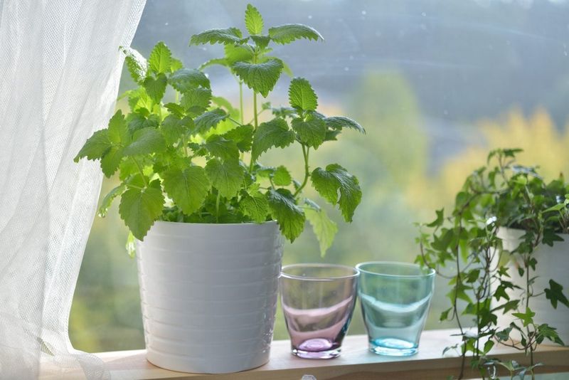 Use Well-Draining Potting Mix