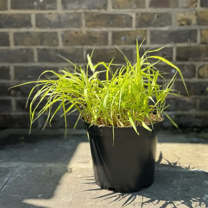 Prepare Well-Draining Soil