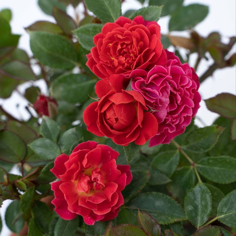 Select Appropriate Rose Varieties