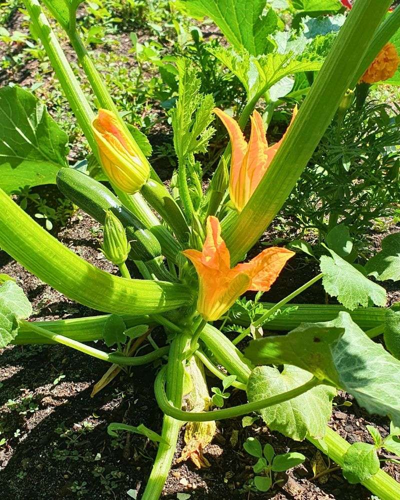 Grow the right number of plants