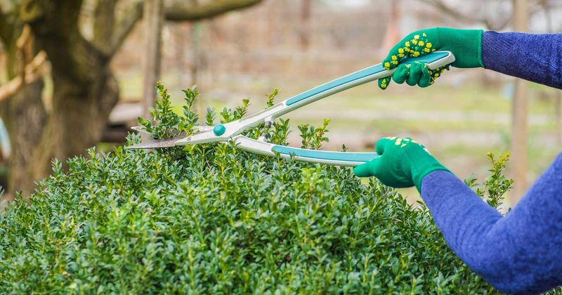Improper Pruning Creating Unnatural Shapes