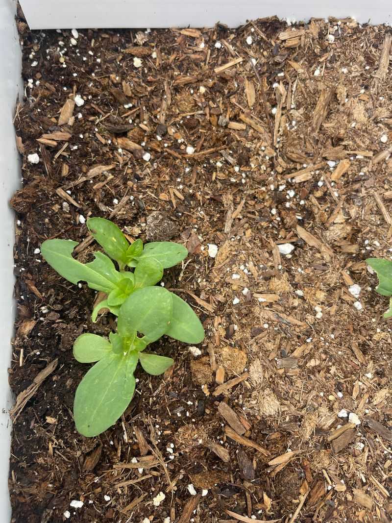 Neglecting Mulch