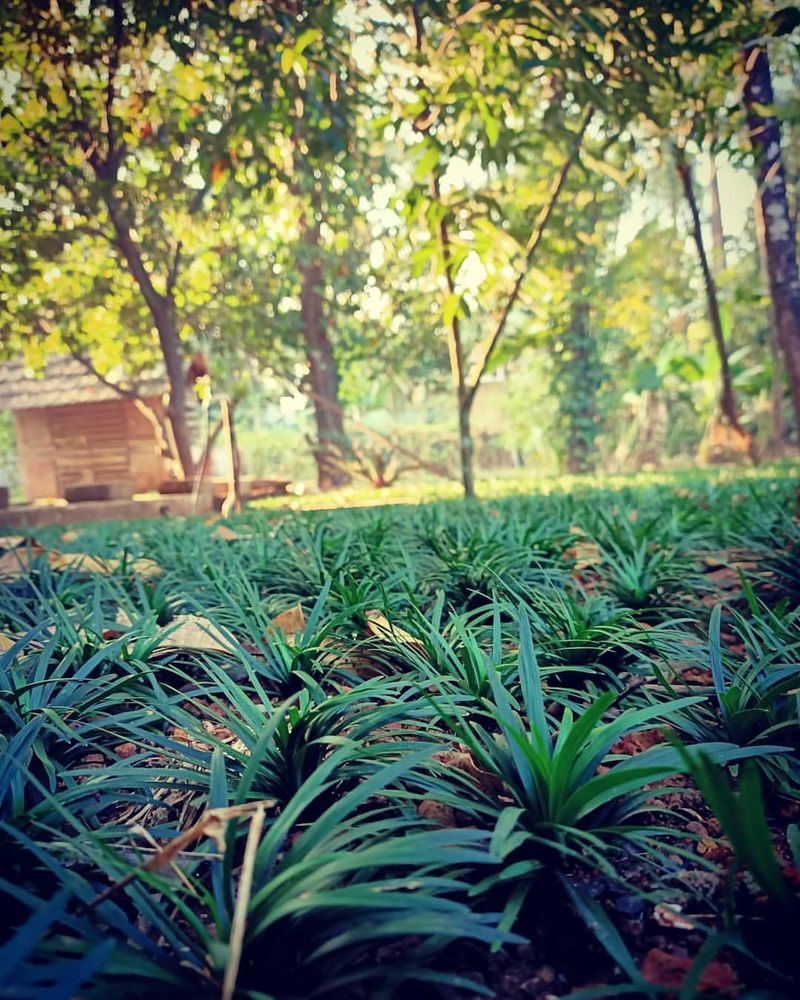 Dwarf Mondo Grass