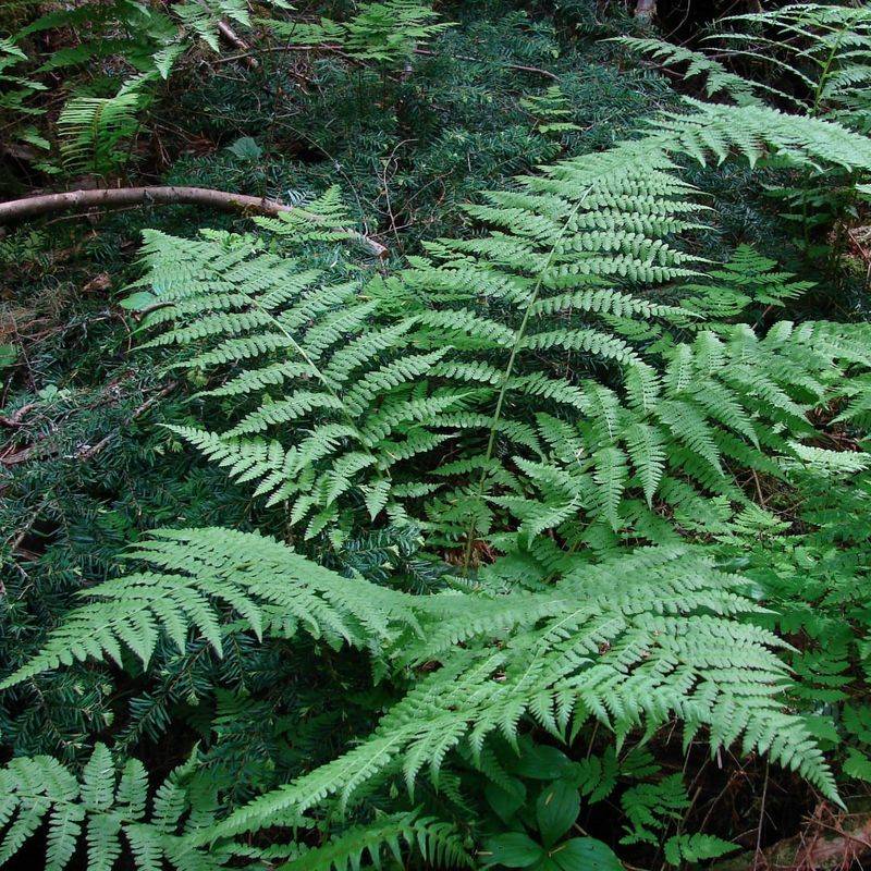 Lady Fern