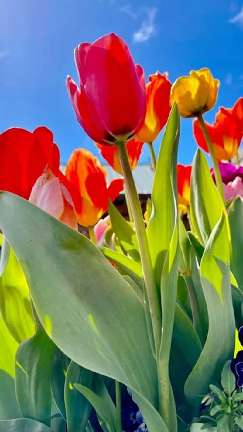 Tulip