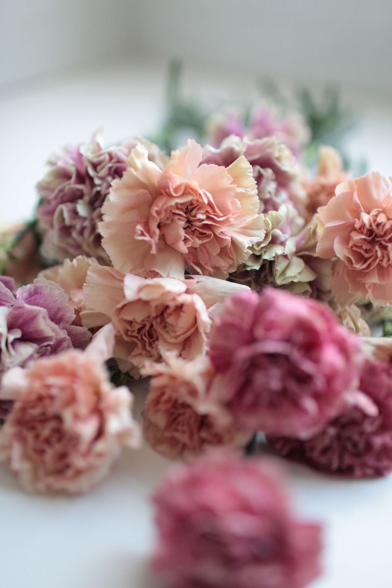 Carnations