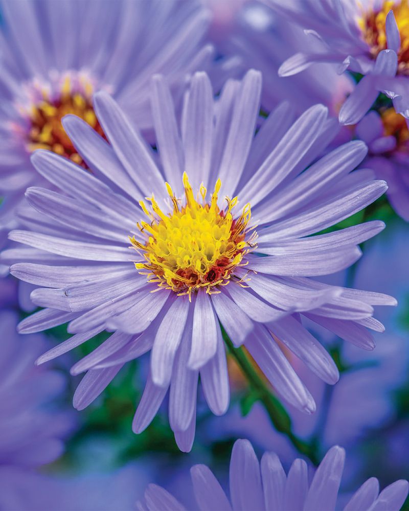 Asters