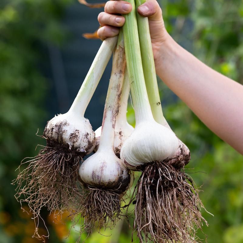 Garlic: Potent Tick Shield