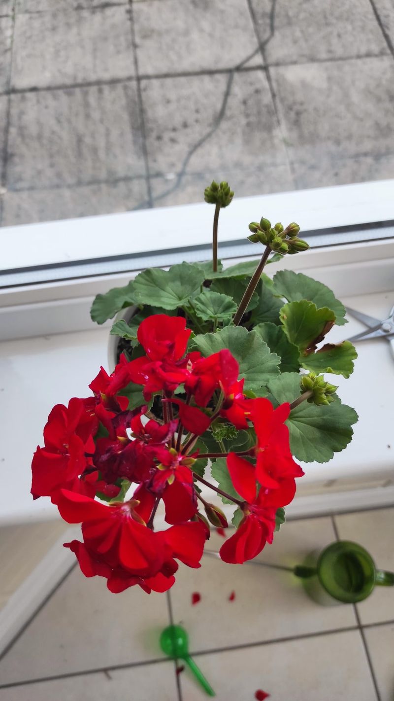 Geraniums