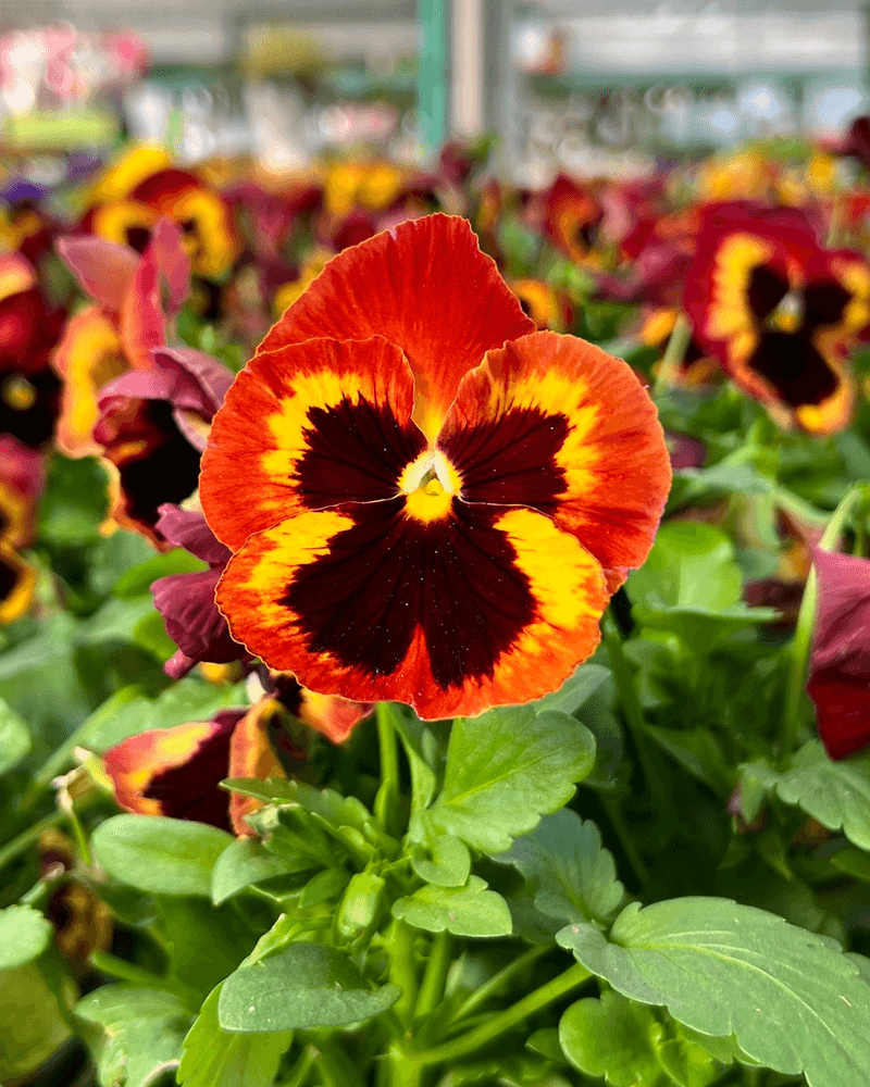 Pansies