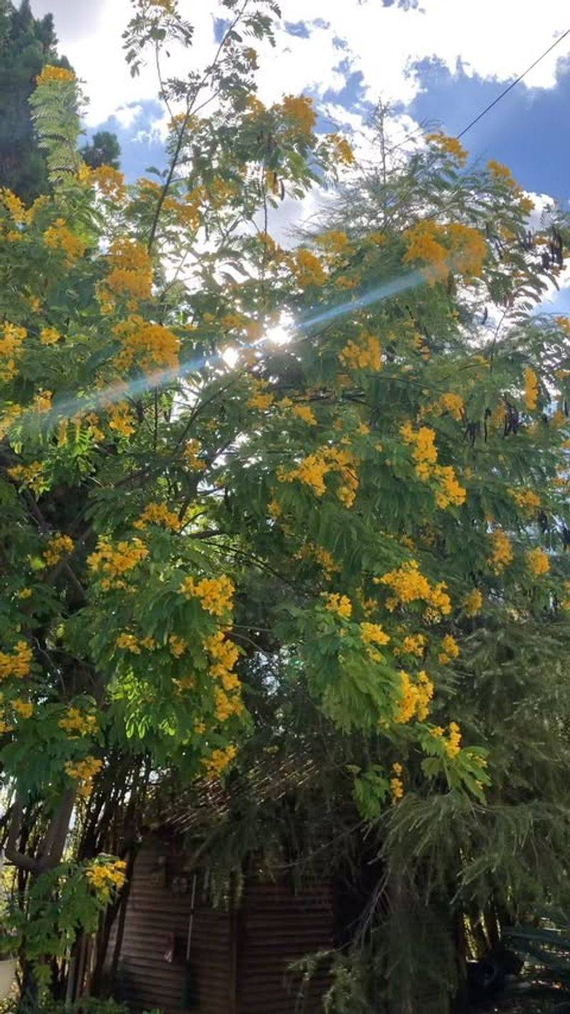 Cassia Tree