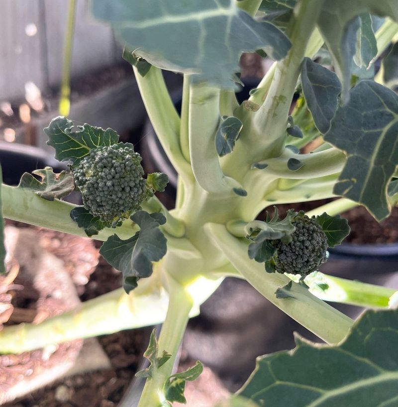 Fall Broccoli