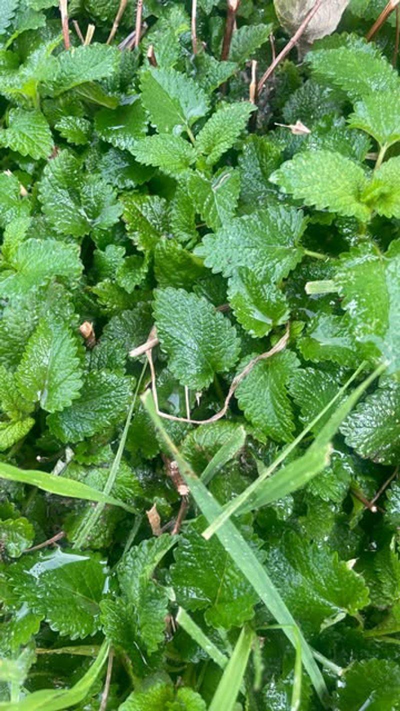 Lemon Balm