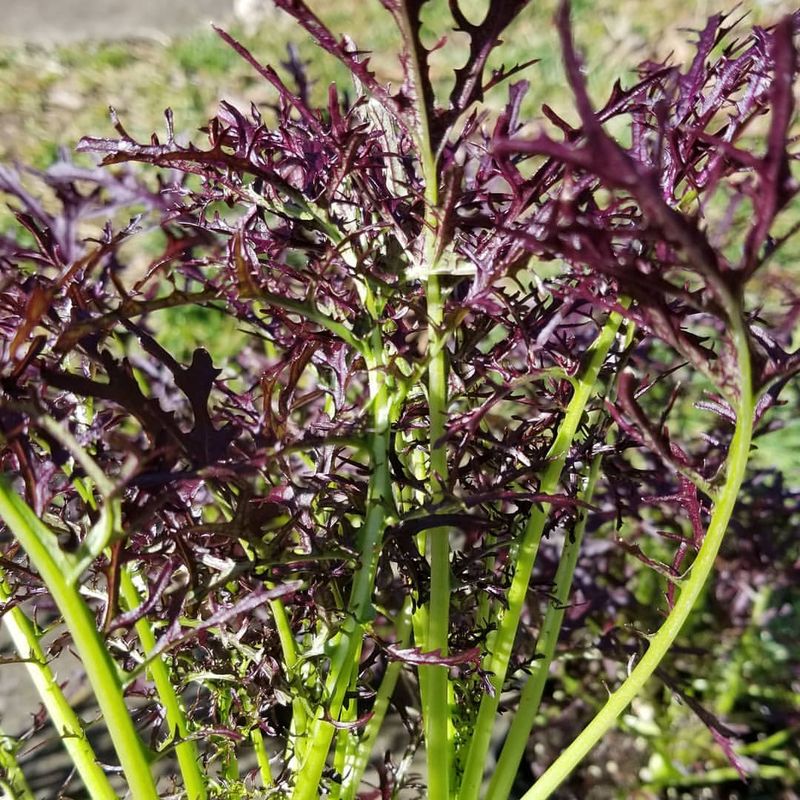 Mustard Greens
