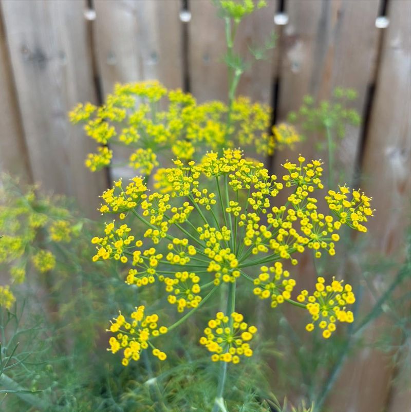 Dill