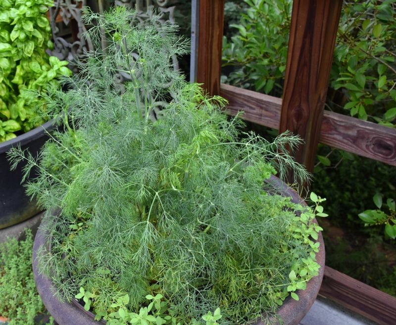 Dill