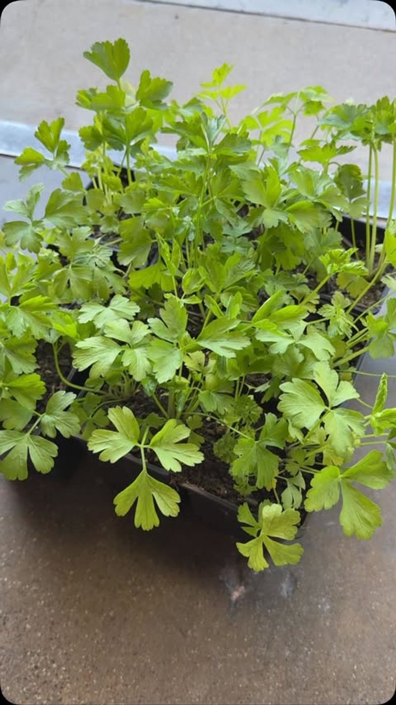 Parsley's Dusk Refreshment