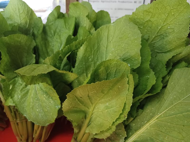 Mustard Greens: Spicy Leaves in 40 Days