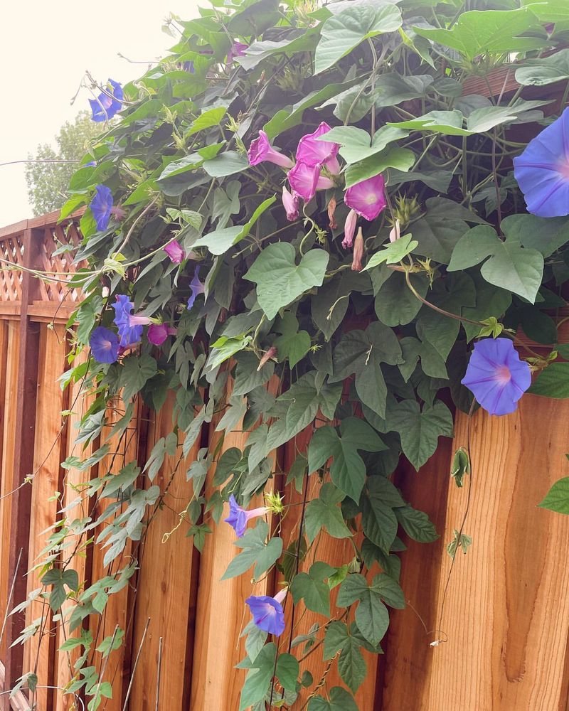 Morning Glories: Climbing Color