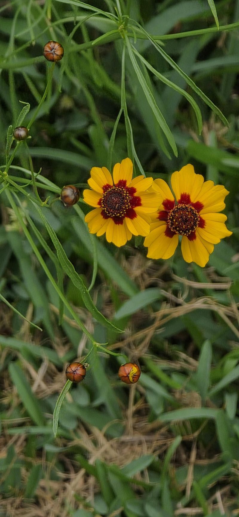 Plains Coreopsis: Native Beauty For Every Garden