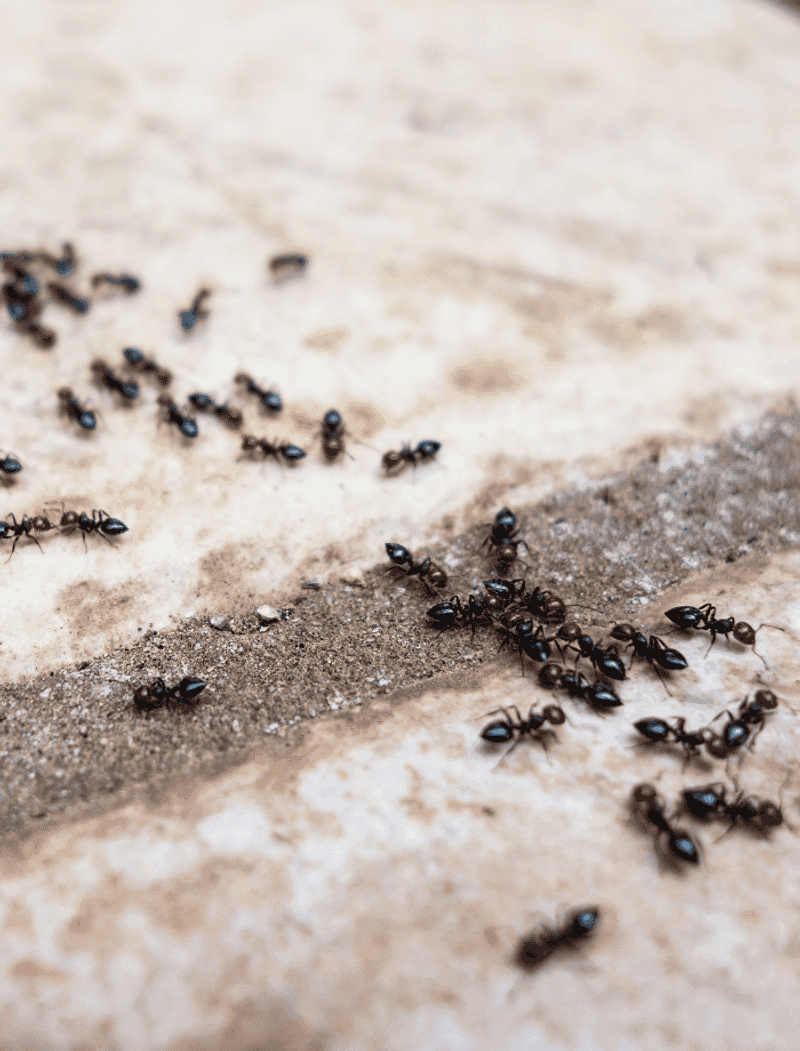 Borax And Sugar Traps