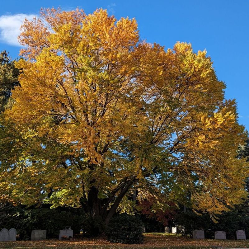 Katsura Tree - Fall's Spun Sugar Surprise