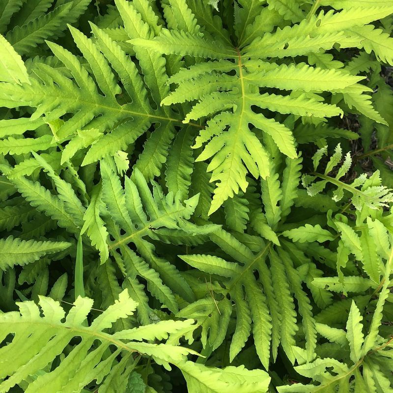Sensitive Fern