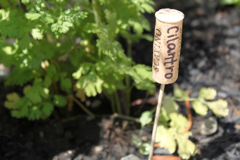 Wine Cork Plant Markers