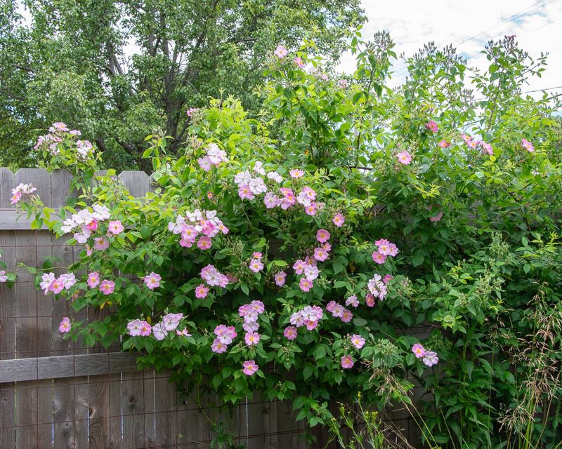 Climbing Prairie Rose (Rosa setigera)