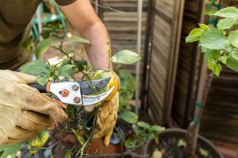 Fruit Thinning Strategy