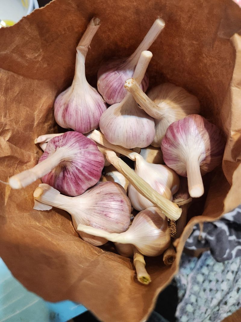 Garlic's Potent Aroma