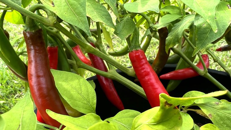 Hot Pepper's Fiery Sting
