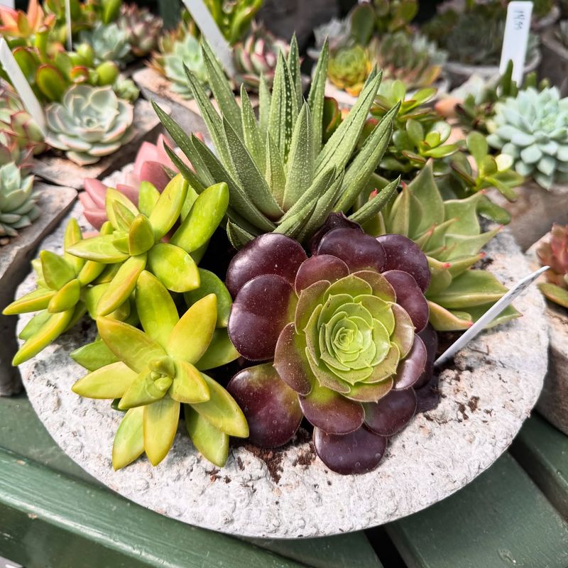 Terraced Succulent Mountain