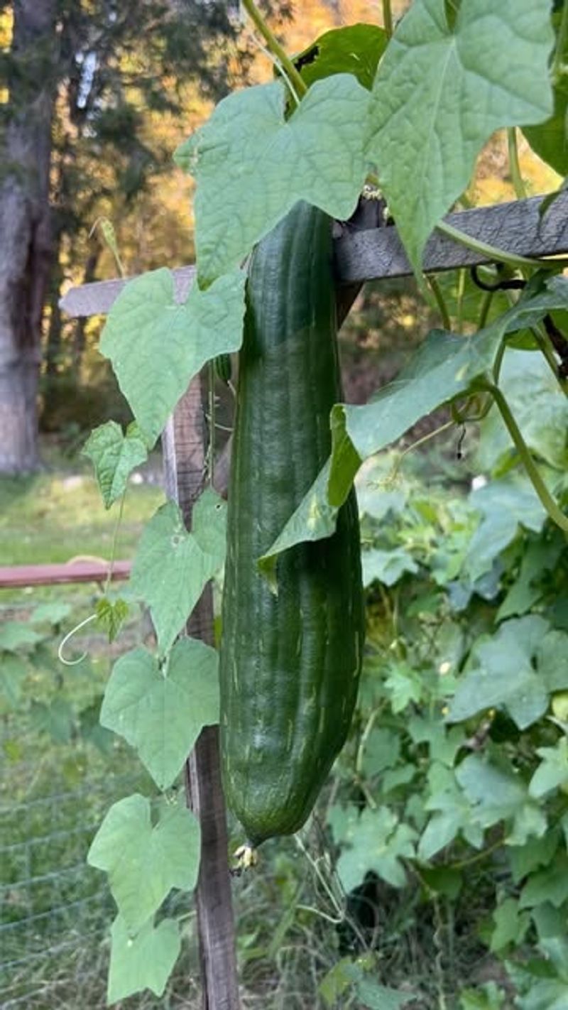 Luffa Gourds