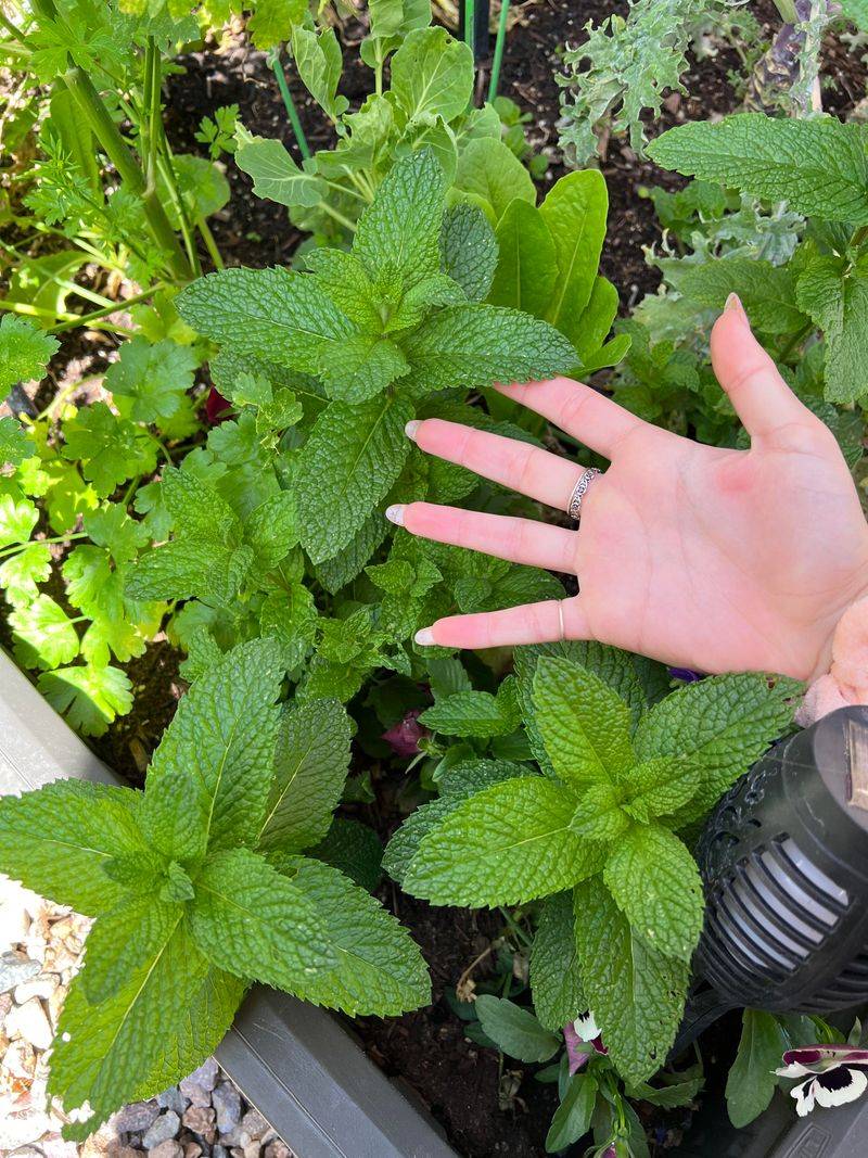 Mint's Menthol Mayhem