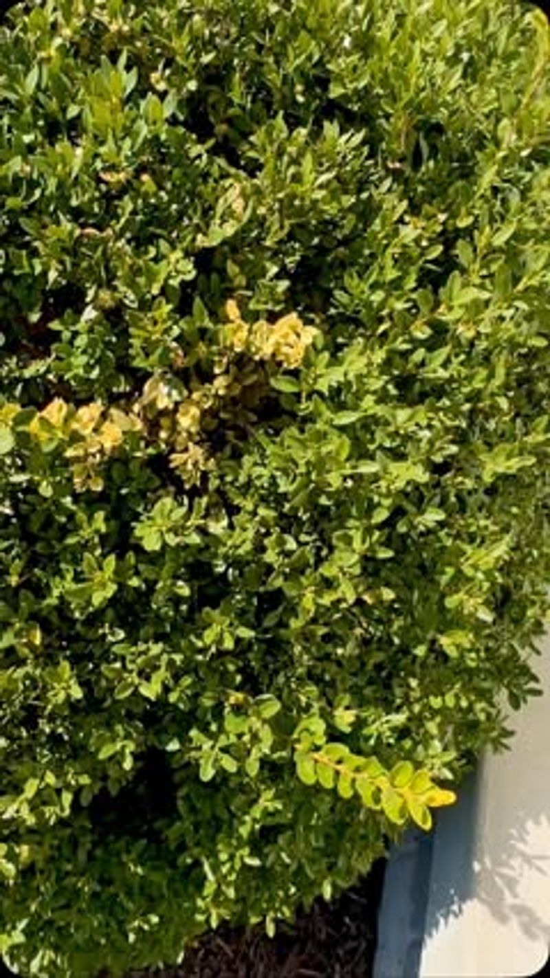 Winter Protection Trimming
