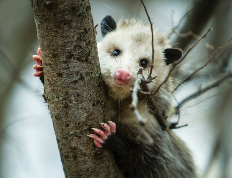 Rabies-Resistant Residents
