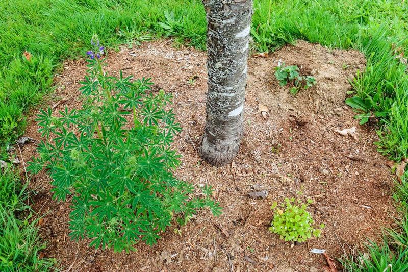 Maintaining Fruit Tree Areas