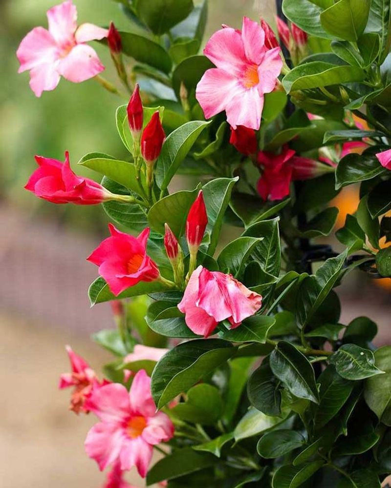 Mandevilla
