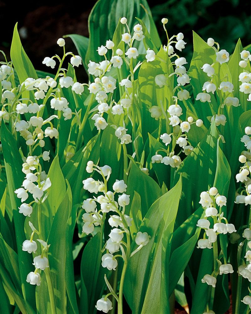 Lily Of The Valley: Woodland Wonders