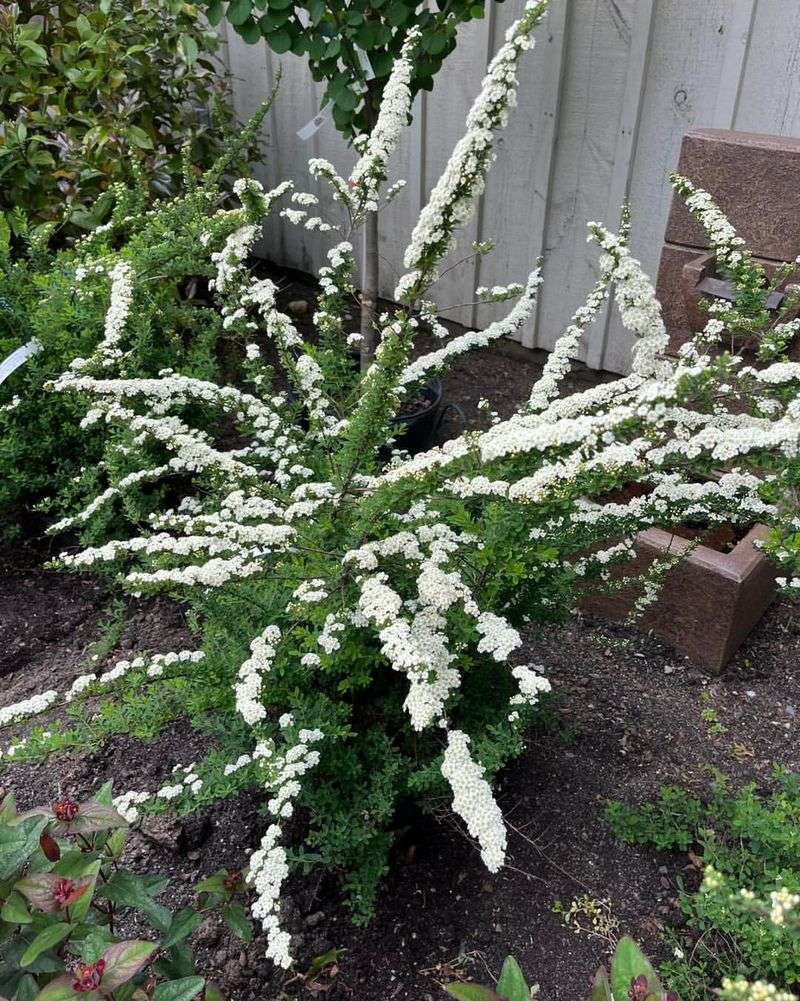 Spirea Shrubs Need Spring Shaping